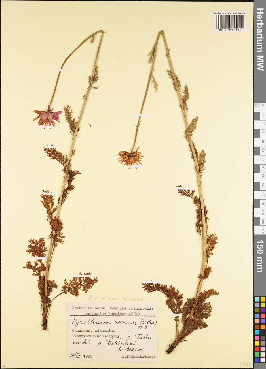 Tanacetum coccineum subsp. coccineum, Caucasus, Georgia (K4) (Georgia)