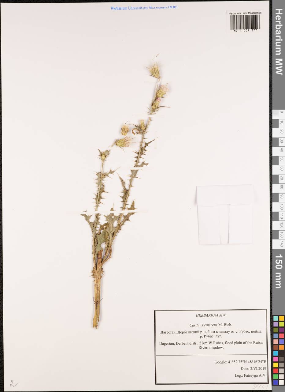 Carduus arabicus subsp. cinereus (M.Bieb.) Kazmi, Caucasus, Dagestan (K2) (Russia)