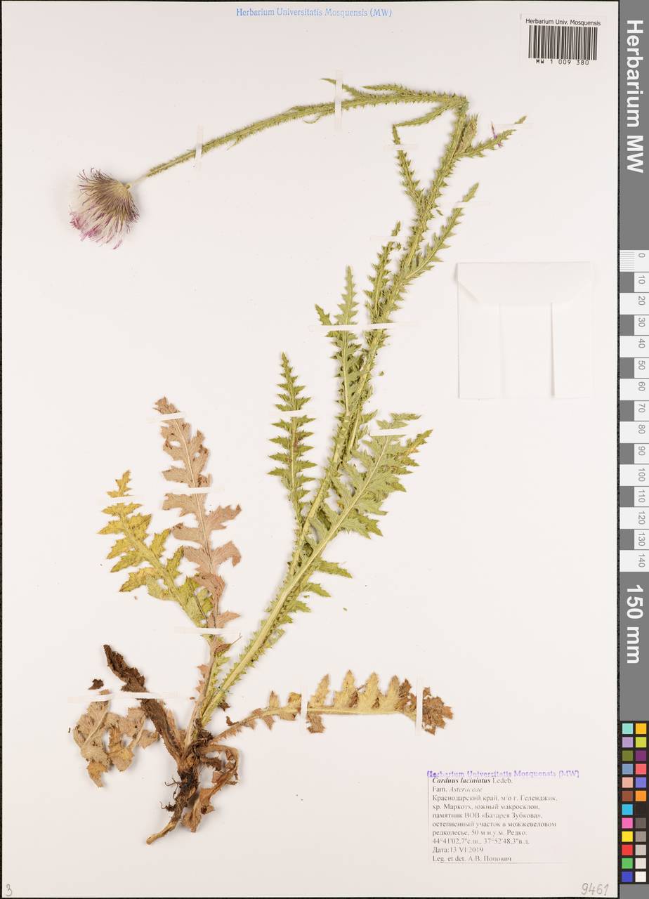 Carduus adpressus subsp. adpressus, Caucasus, Black Sea Shore (from Novorossiysk to Adler) (K3) (Russia)