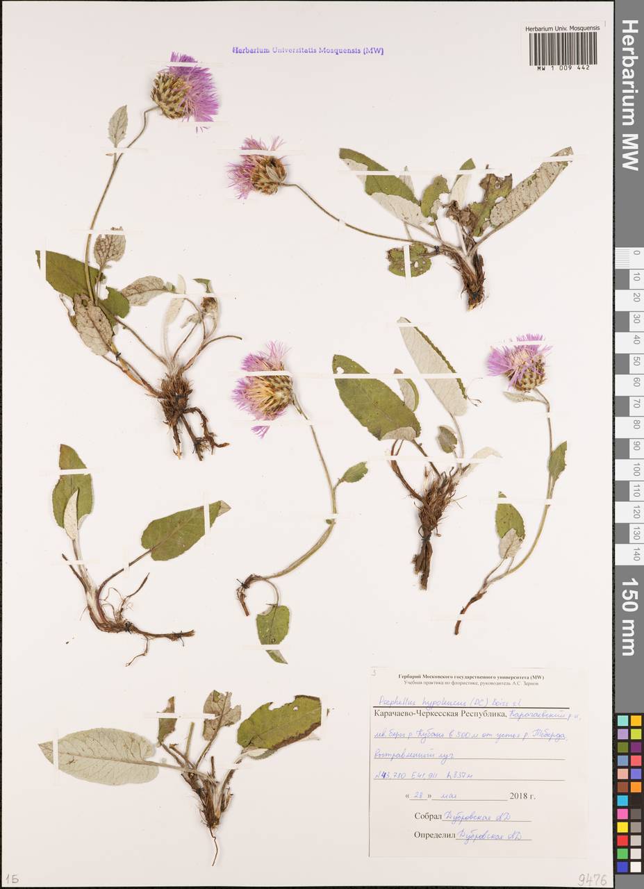 Psephellus circassicus (Albov) Galushko, Caucasus, Stavropol Krai, Karachay-Cherkessia & Kabardino-Balkaria (K1b) (Russia)