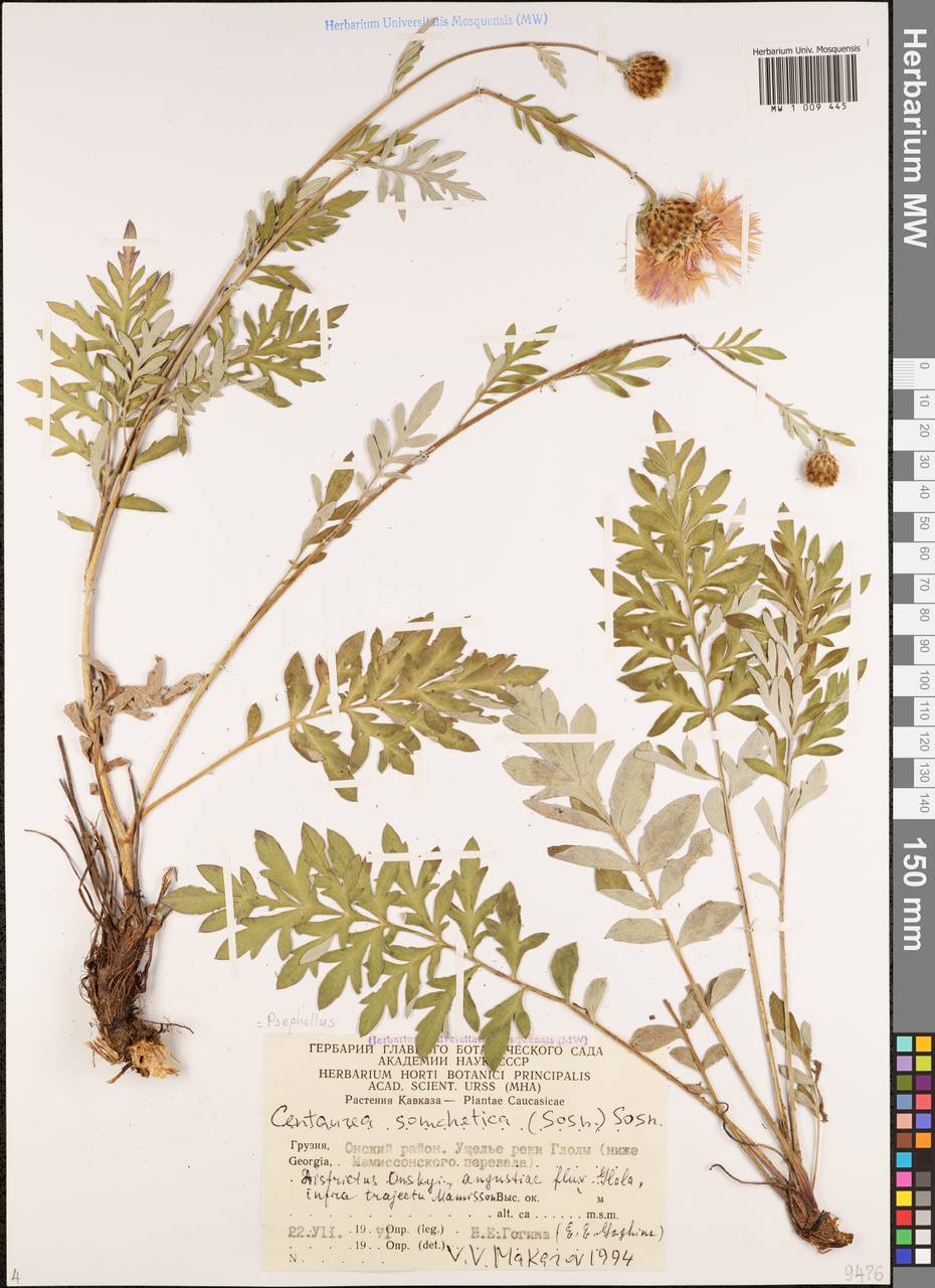 Psephellus somcheticus Sosn., Caucasus, Georgia (K4) (Georgia)