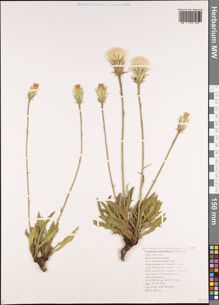 Leontodon asperrimus (Willd.) Boiss. ex Ball, Caucasus, Black Sea Shore (from Novorossiysk to Adler) (K3) (Russia)