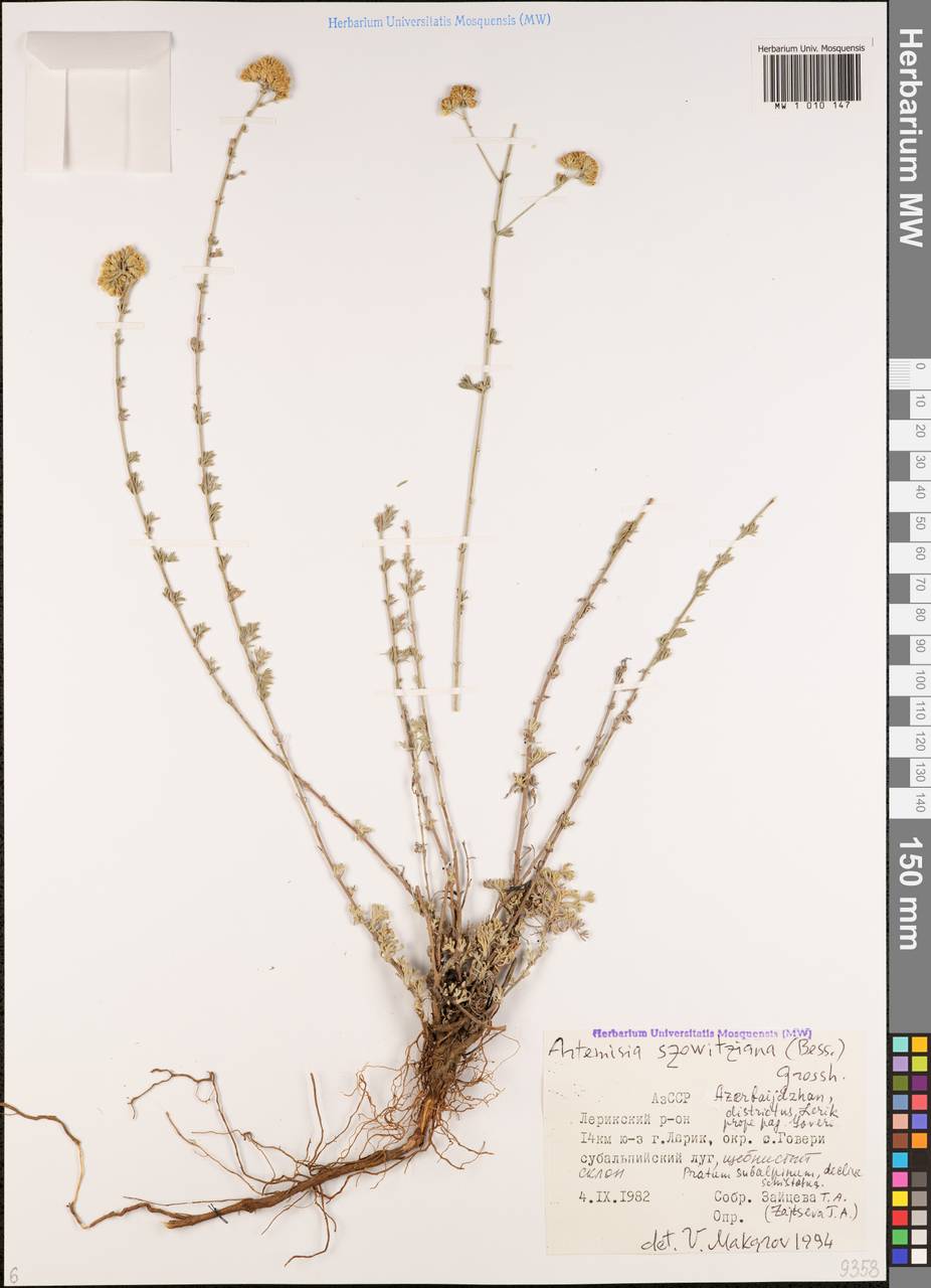 Artemisia szovitziana (Besser) Grossh., Caucasus, Azerbaijan (K6) (Azerbaijan)