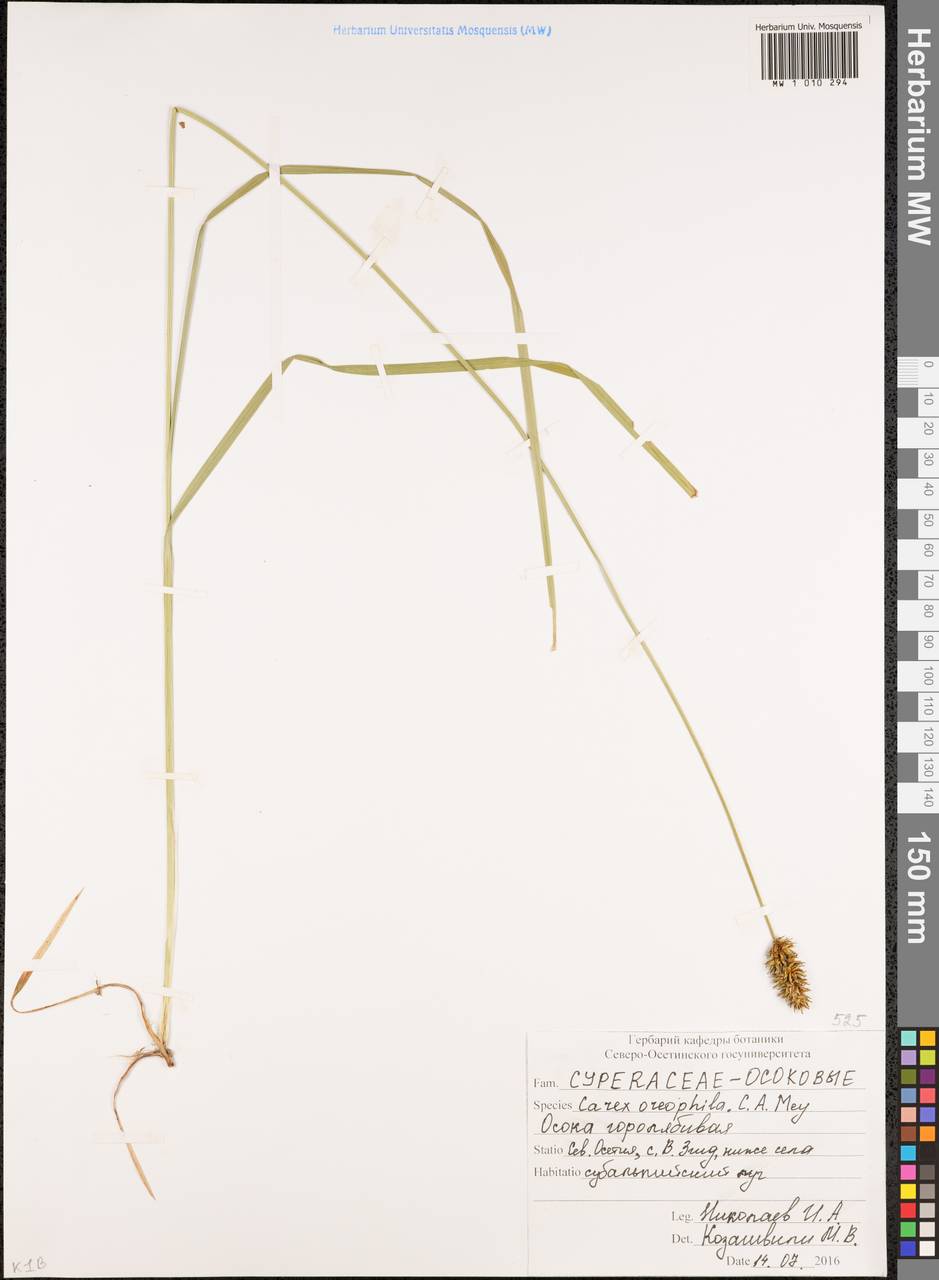 Carex oreophila C.A.Mey., Caucasus, North Ossetia, Ingushetia & Chechnya (K1c) (Russia)