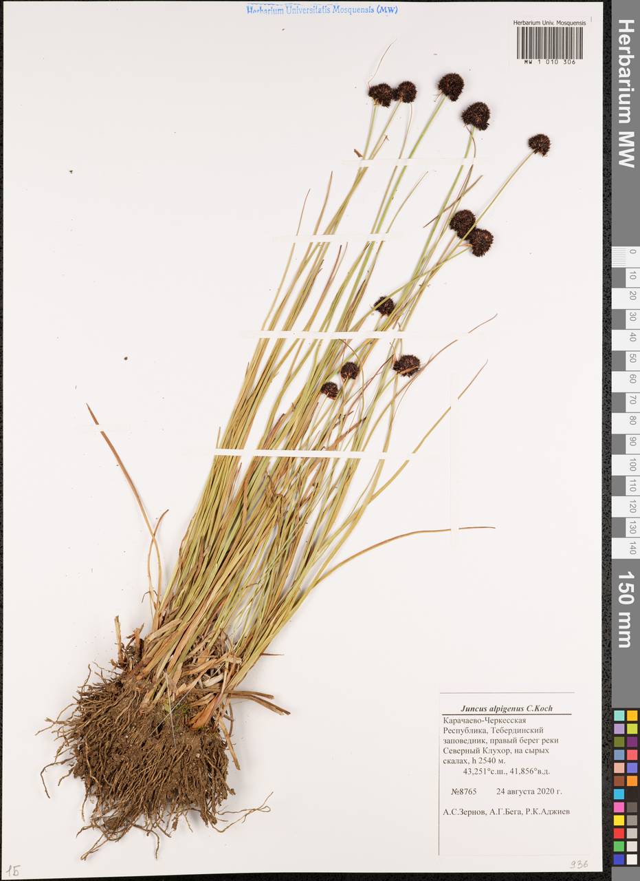 Juncus alpigenus C. Koch, Caucasus, Stavropol Krai, Karachay-Cherkessia & Kabardino-Balkaria (K1b) (Russia)