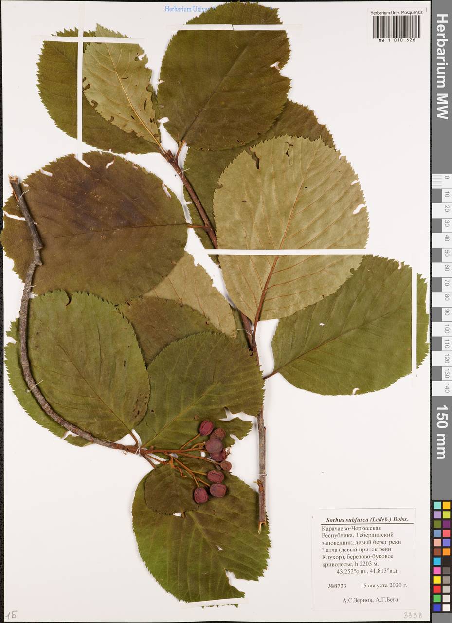 Sorbus subfusca (Ledeb. ex Nordm.) Boiss., Caucasus, Stavropol Krai, Karachay-Cherkessia & Kabardino-Balkaria (K1b) (Russia)