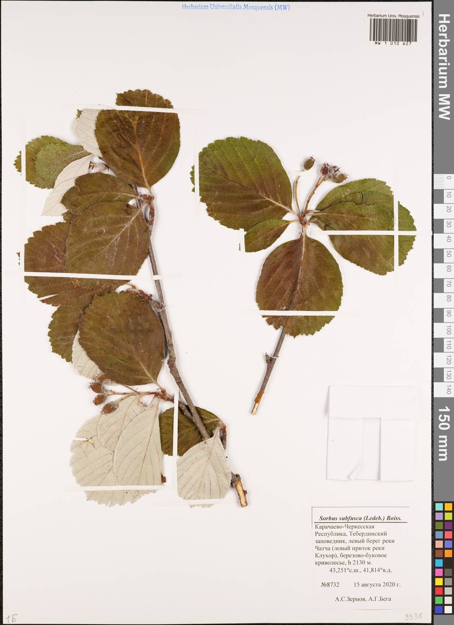 Sorbus subfusca (Ledeb. ex Nordm.) Boiss., Caucasus, Stavropol Krai, Karachay-Cherkessia & Kabardino-Balkaria (K1b) (Russia)