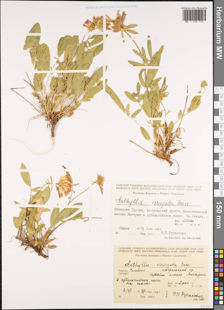 Anthyllis vulneraria subsp. variegata (Boiss.) Bornm., Caucasus, Georgia (K4) (Georgia)