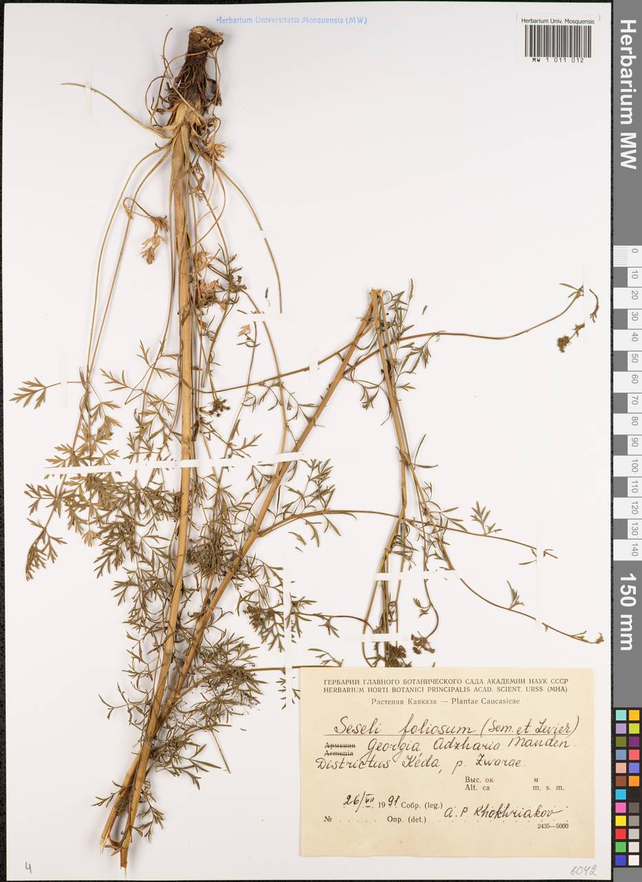 Seseli foliosum (Sommier & Levier) Manden., Caucasus, Georgia (K4) (Georgia)