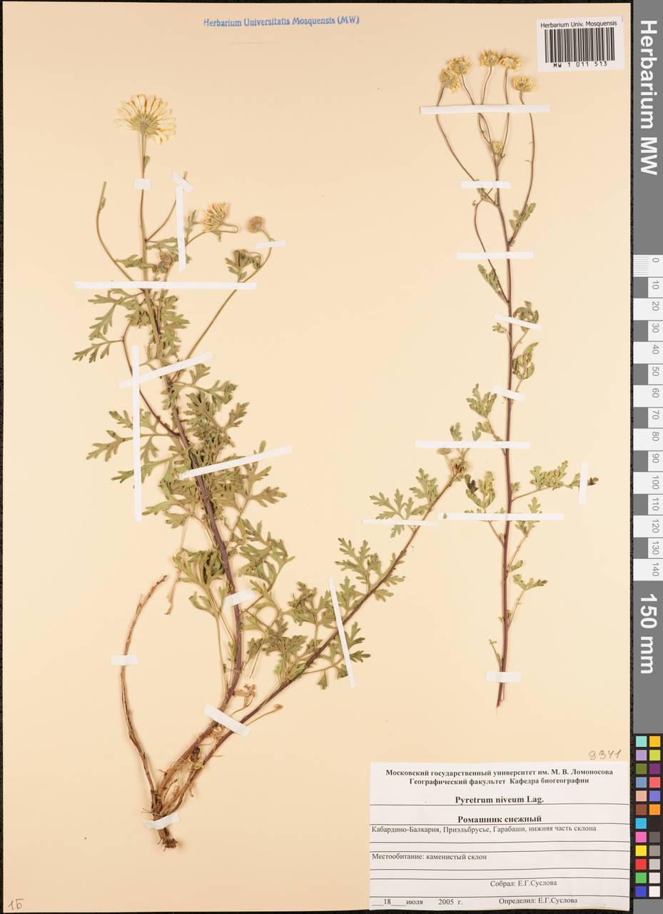 Tanacetum niveum (Lag.) Sch. Bip., Caucasus, Stavropol Krai, Karachay-Cherkessia & Kabardino-Balkaria (K1b) (Russia)