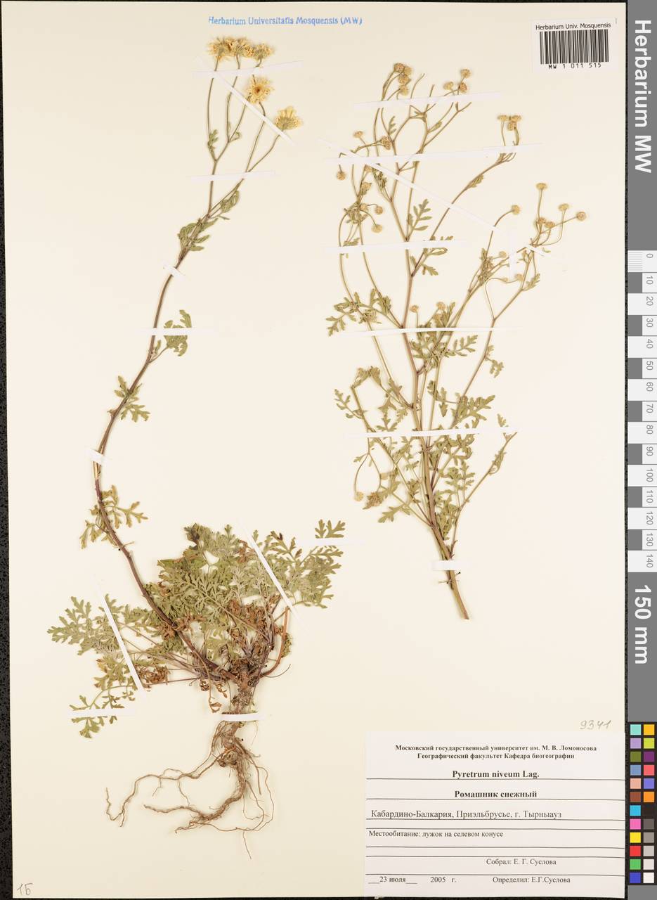 Tanacetum niveum (Lag.) Sch. Bip., Caucasus, Stavropol Krai, Karachay-Cherkessia & Kabardino-Balkaria (K1b) (Russia)
