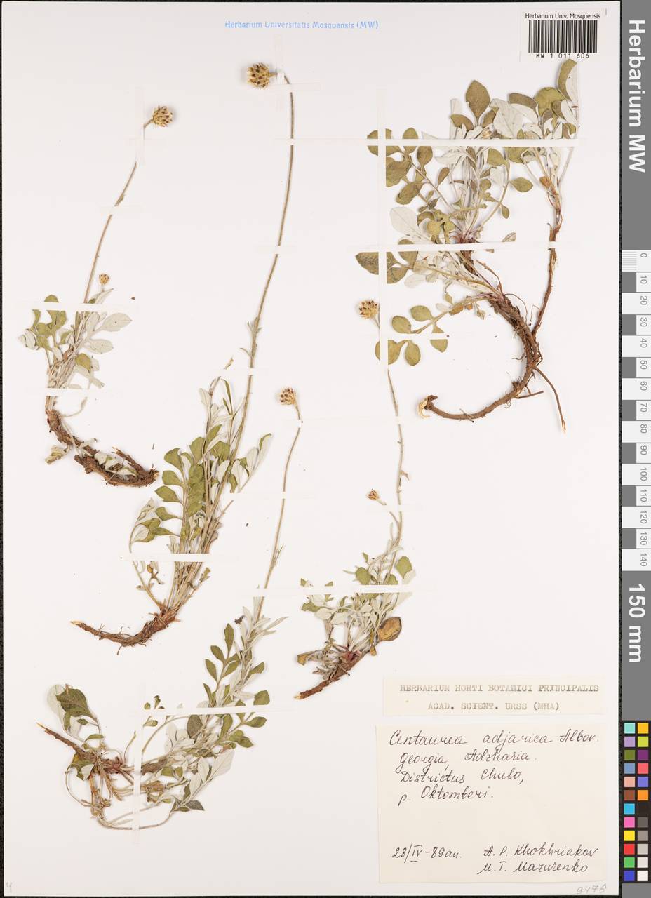 Psephellus adjaricus (Albov) Mikheev, Caucasus, Georgia (K4) (Georgia)