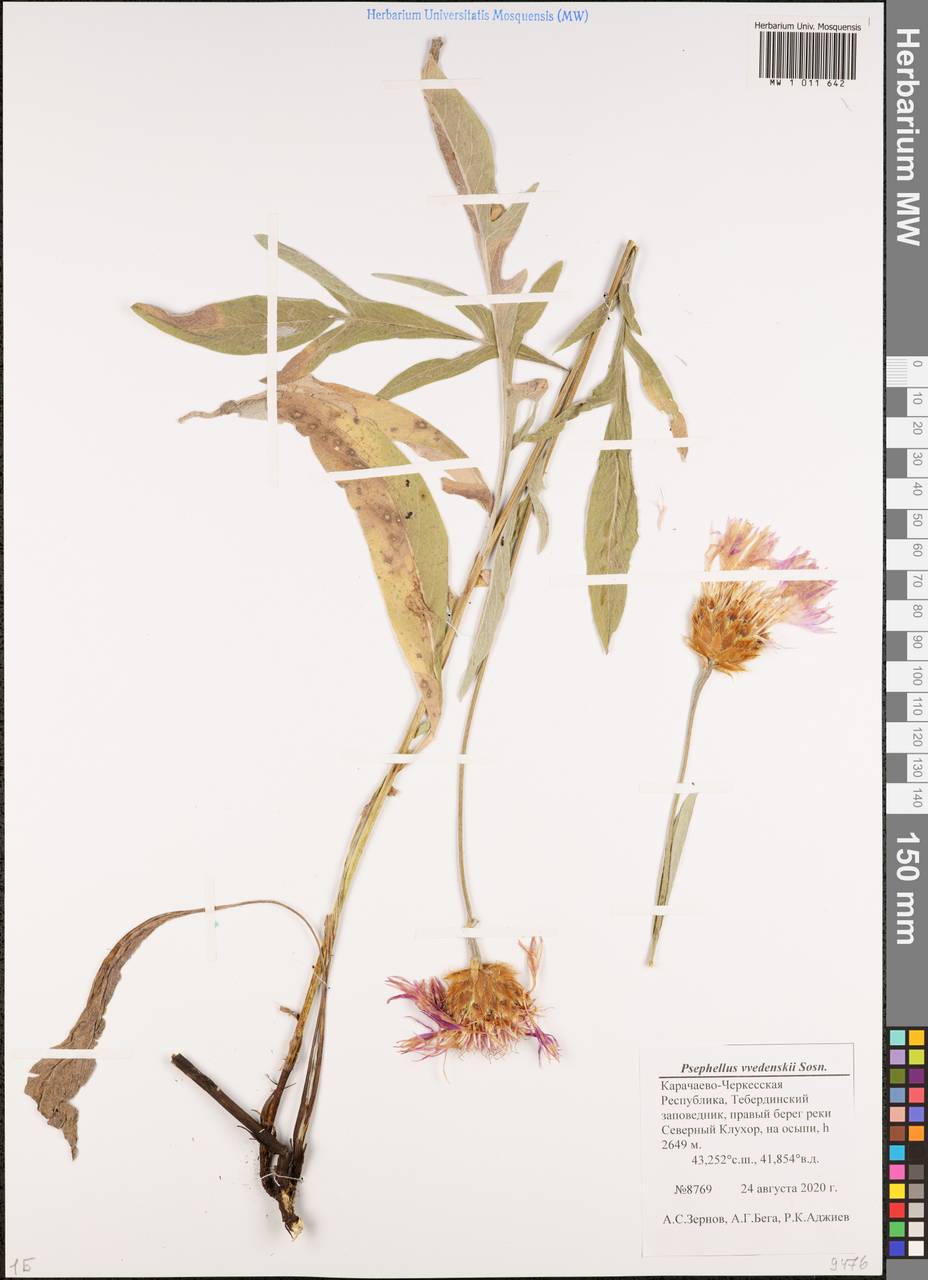 Psephellus vvedenskii Sosn., Caucasus, Stavropol Krai, Karachay-Cherkessia & Kabardino-Balkaria (K1b) (Russia)