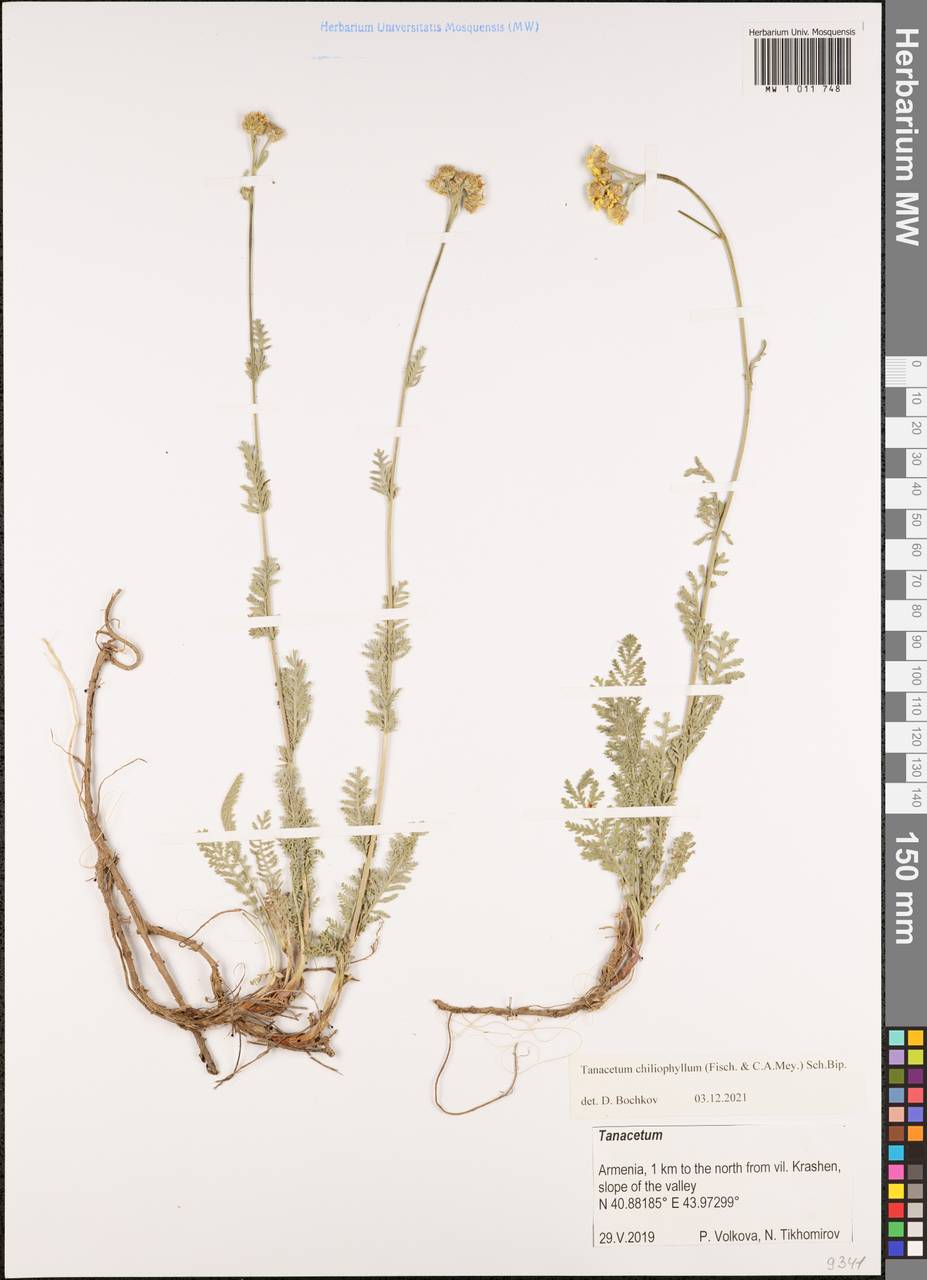 Tanacetum aureum (Lam.) Greuter, M. V. Agab. & Wagenitz, Caucasus, Armenia (K5) (Armenia)
