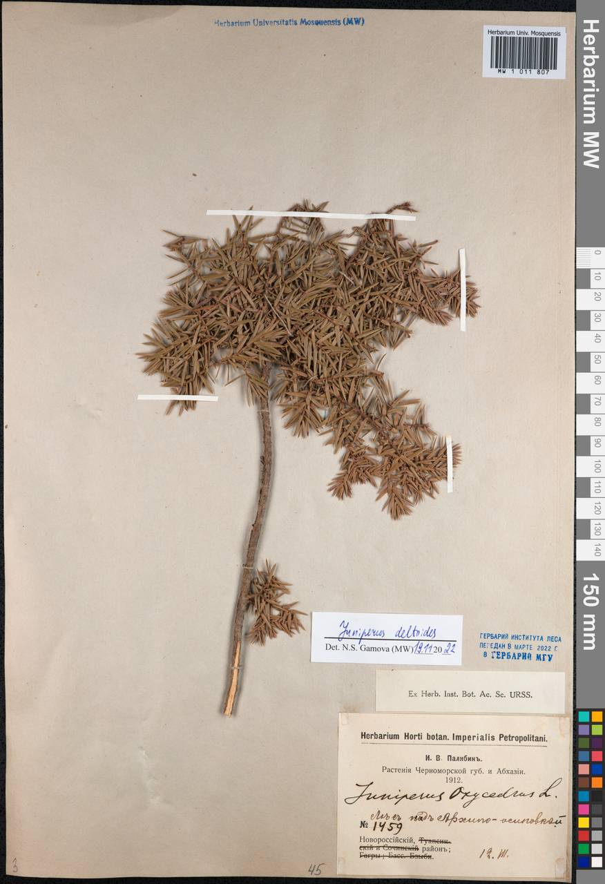 Juniperus oxycedrus L., Caucasus, Black Sea Shore (from Novorossiysk to Adler) (K3) (Russia)