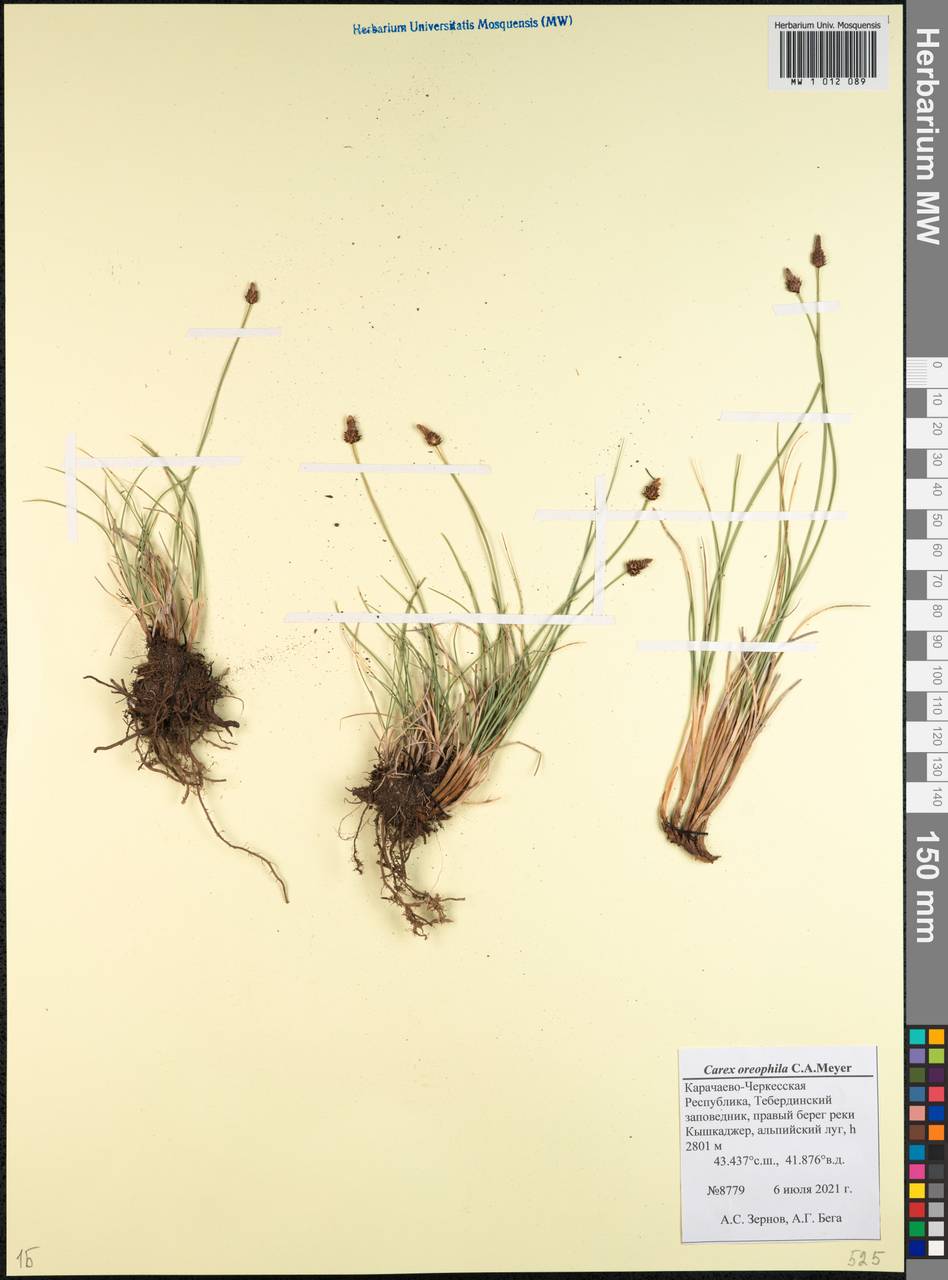 Carex oreophila C.A.Mey., Caucasus, Stavropol Krai, Karachay-Cherkessia & Kabardino-Balkaria (K1b) (Russia)