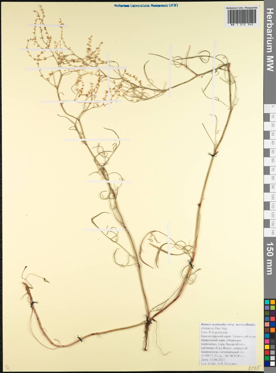 Rumex acetosella subsp. acetoselloides (Balansa) Den Nijs, Caucasus, Krasnodar Krai & Adygea (K1a) (Russia)
