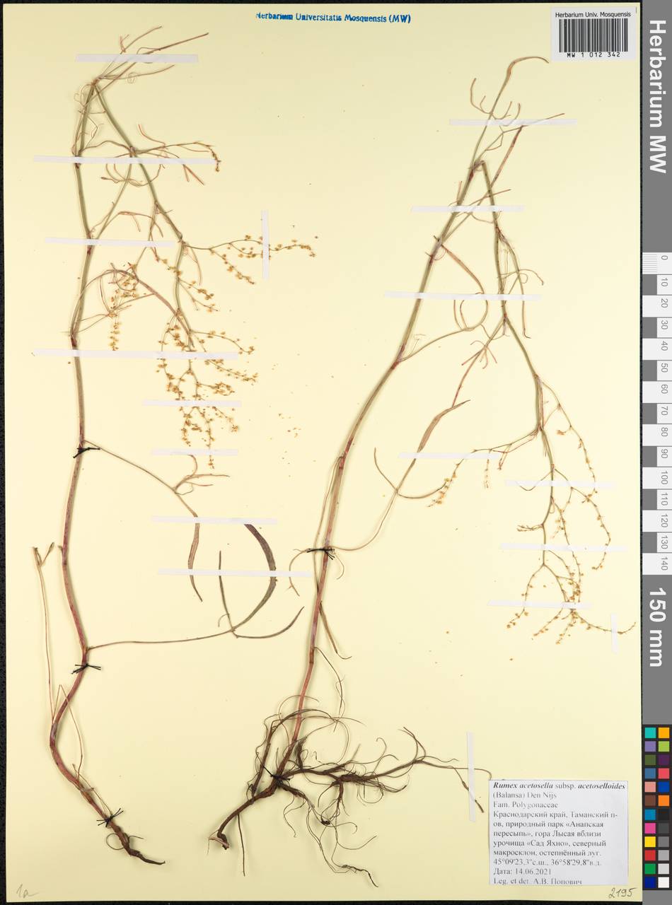 Rumex acetosella subsp. acetoselloides (Balansa) Den Nijs, Caucasus, Krasnodar Krai & Adygea (K1a) (Russia)