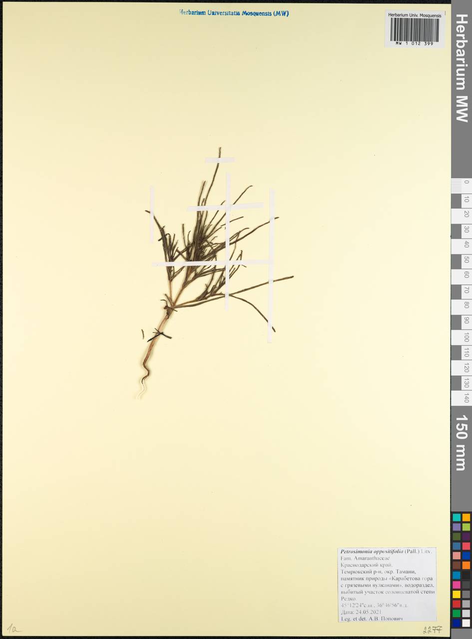 Petrosimonia oppositifolia (Pall.) Litv., Caucasus, Krasnodar Krai & Adygea (K1a) (Russia)
