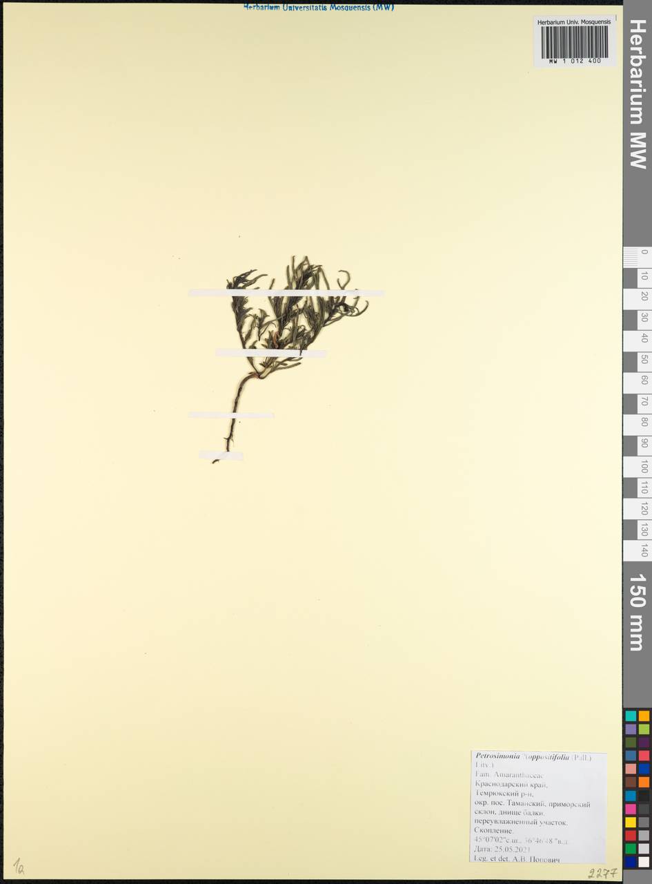 Petrosimonia oppositifolia (Pall.) Litv., Caucasus, Krasnodar Krai & Adygea (K1a) (Russia)