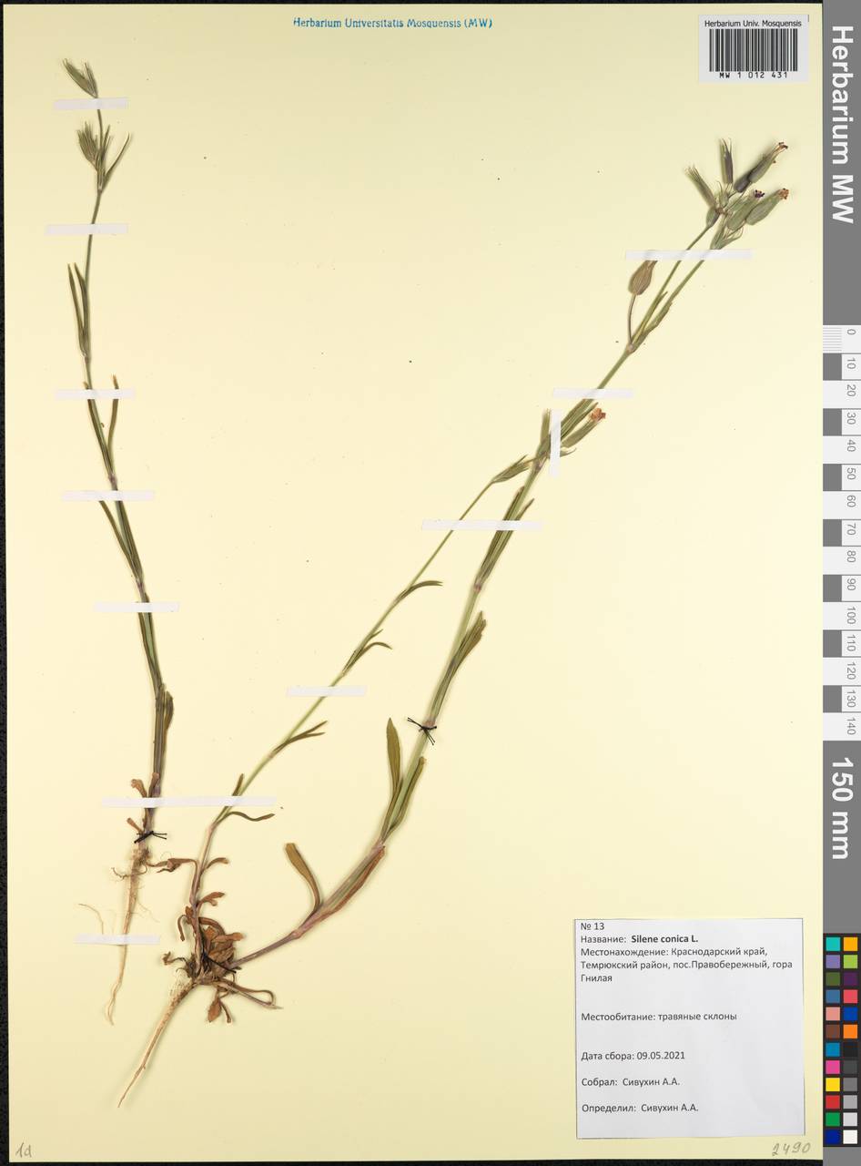 Silene conica subsp. conica, Caucasus, Krasnodar Krai & Adygea (K1a) (Russia)