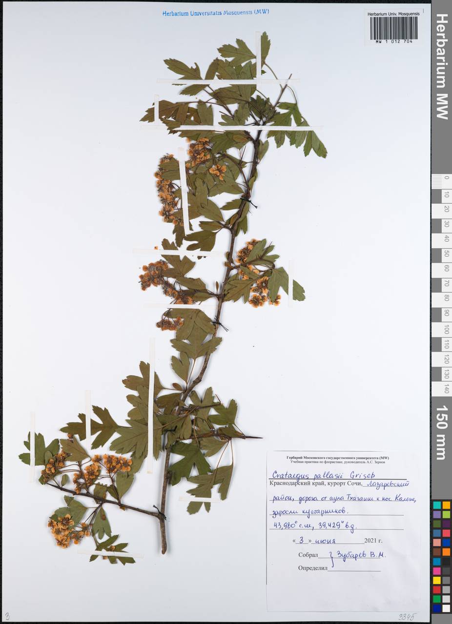 Crataegus pallasii Griseb., Caucasus, Black Sea Shore (from Novorossiysk to Adler) (K3) (Russia)