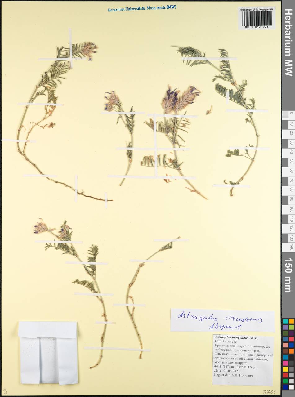 Astragalus circassicus Grossh., Caucasus, Black Sea Shore (from Novorossiysk to Adler) (K3) (Russia)