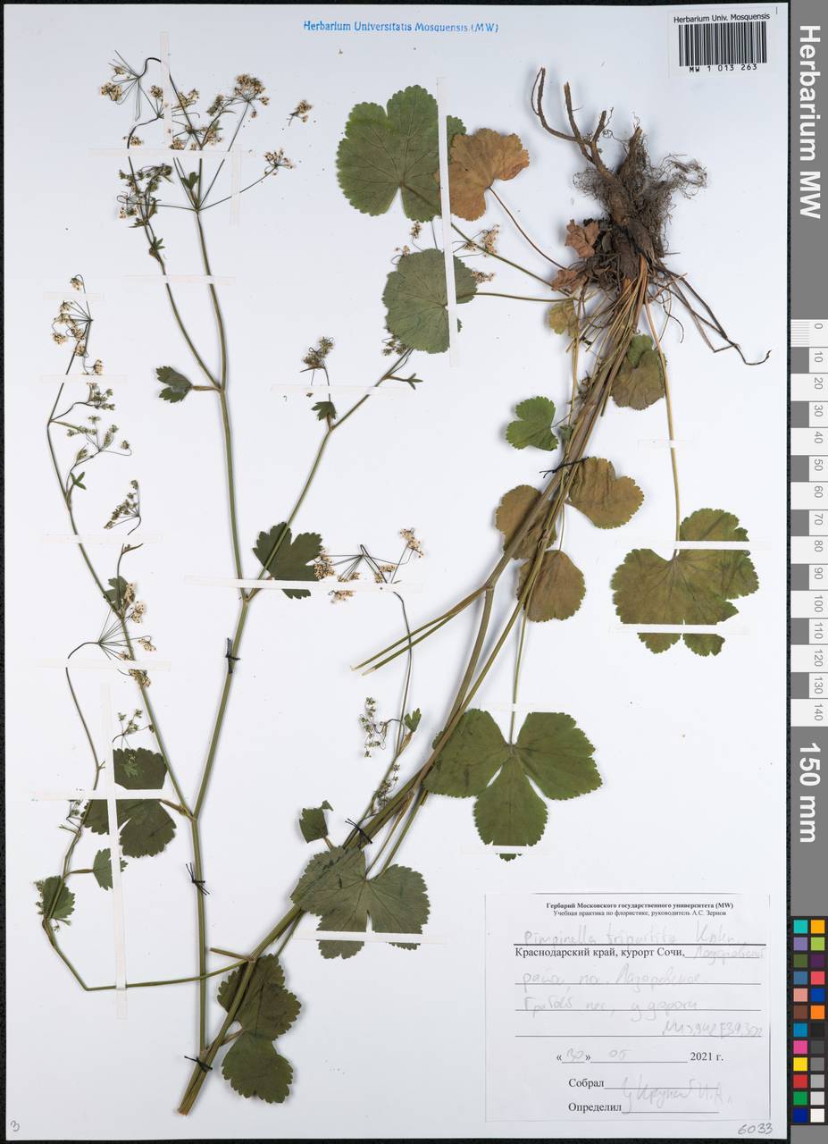 Pimpinella tripartita Kalen., Caucasus, Black Sea Shore (from Novorossiysk to Adler) (K3) (Russia)