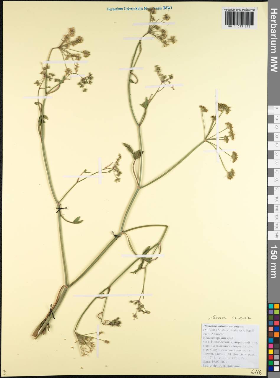 Dichoropetalum caucasicum (M.Bieb.) Soldano, Galasso & Banfi, Caucasus, Black Sea Shore (from Novorossiysk to Adler) (K3) (Russia)