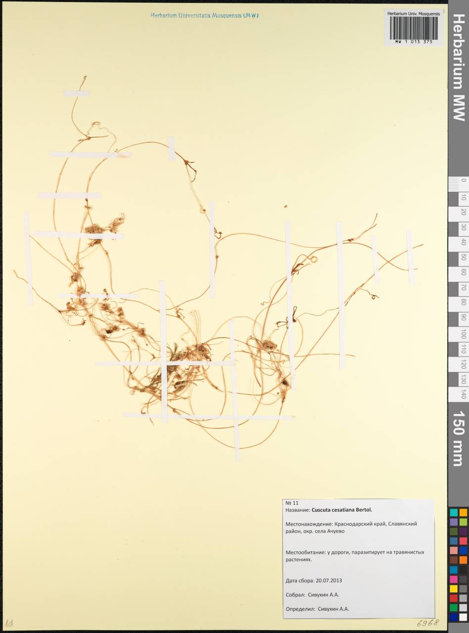 Cuscuta australis subsp. cesatiana (Bertol.) Maire, Caucasus, Krasnodar Krai & Adygea (K1a) (Russia)