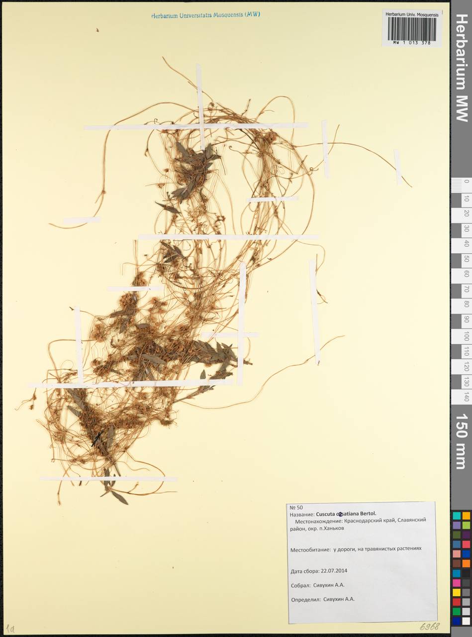 Cuscuta australis subsp. cesatiana (Bertol.) Maire, Caucasus, Krasnodar Krai & Adygea (K1a) (Russia)