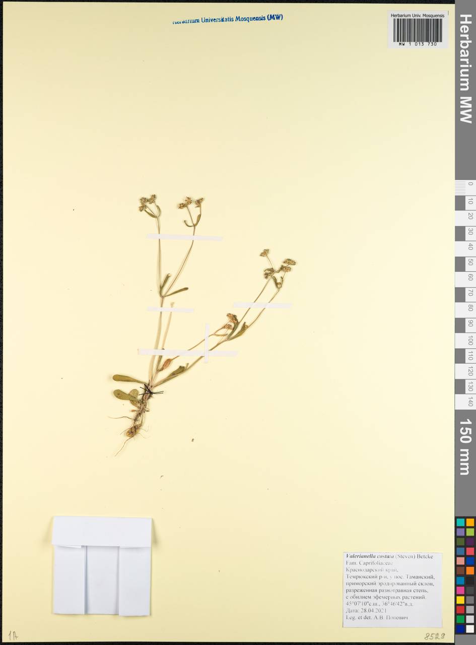 Valerianella costata (Stev.) Betcke, Caucasus, Krasnodar Krai & Adygea (K1a) (Russia)