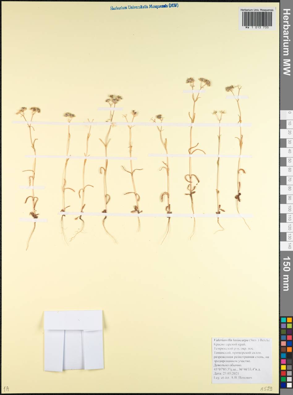 Valerianella lasiocarpa (Steven) Betcke, Caucasus, Krasnodar Krai & Adygea (K1a) (Russia)