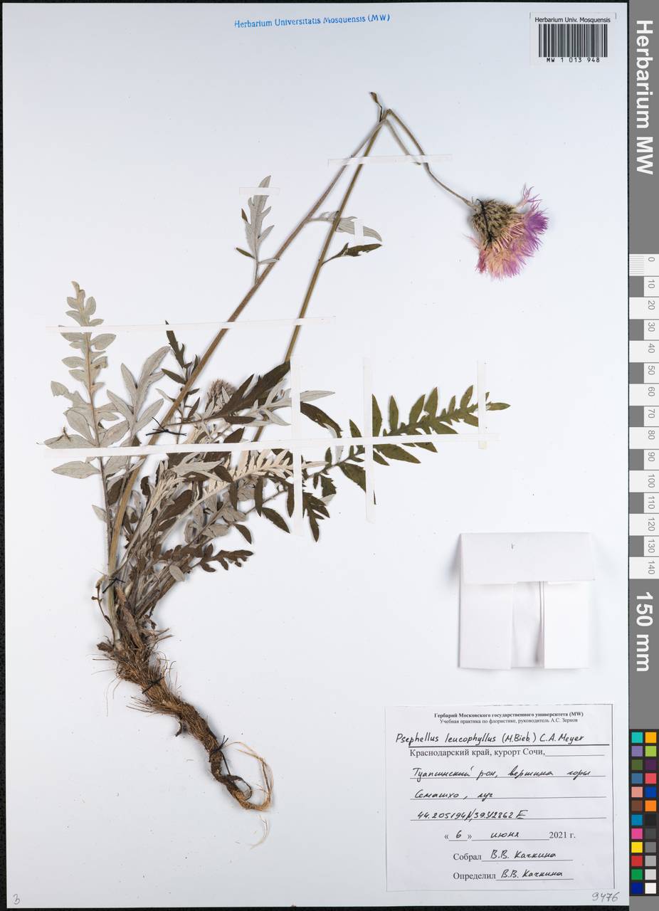 Psephellus leucophyllus (M. Bieb.) C. A. Mey., Caucasus, Black Sea Shore (from Novorossiysk to Adler) (K3) (Russia)