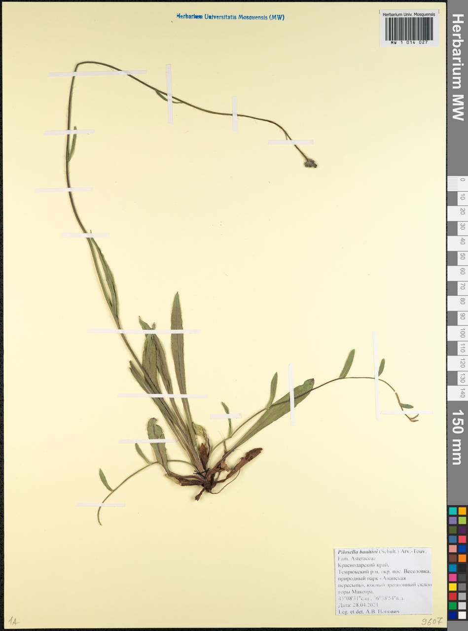 Pilosella leptophyton subsp. leptophyton, Caucasus, Krasnodar Krai & Adygea (K1a) (Russia)