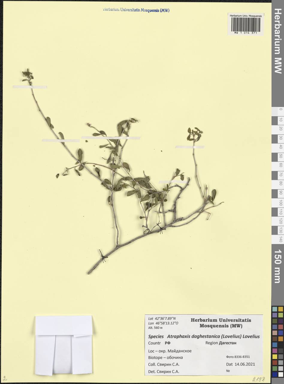 Atraphaxis daghestanica (Lovelius) Lovelius, Caucasus, Dagestan (K2) (Russia)