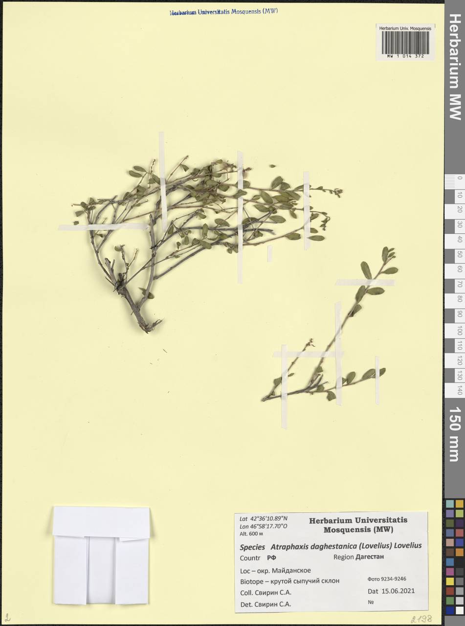 Atraphaxis daghestanica (Lovelius) Lovelius, Caucasus, Dagestan (K2) (Russia)