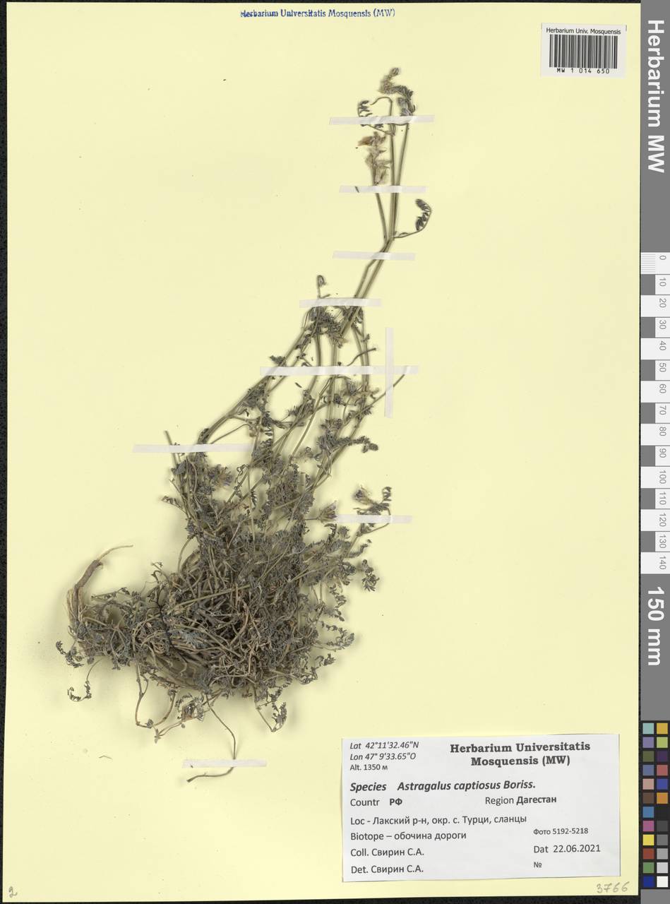 Astragalus captiosus Boriss., Caucasus, Dagestan (K2) (Russia)