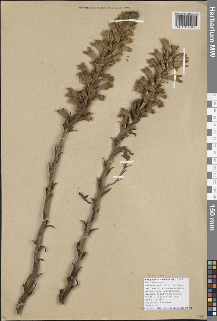 Phelipanche arenaria (Borkh.) Pomel, Caucasus, Krasnodar Krai & Adygea (K1a) (Russia)