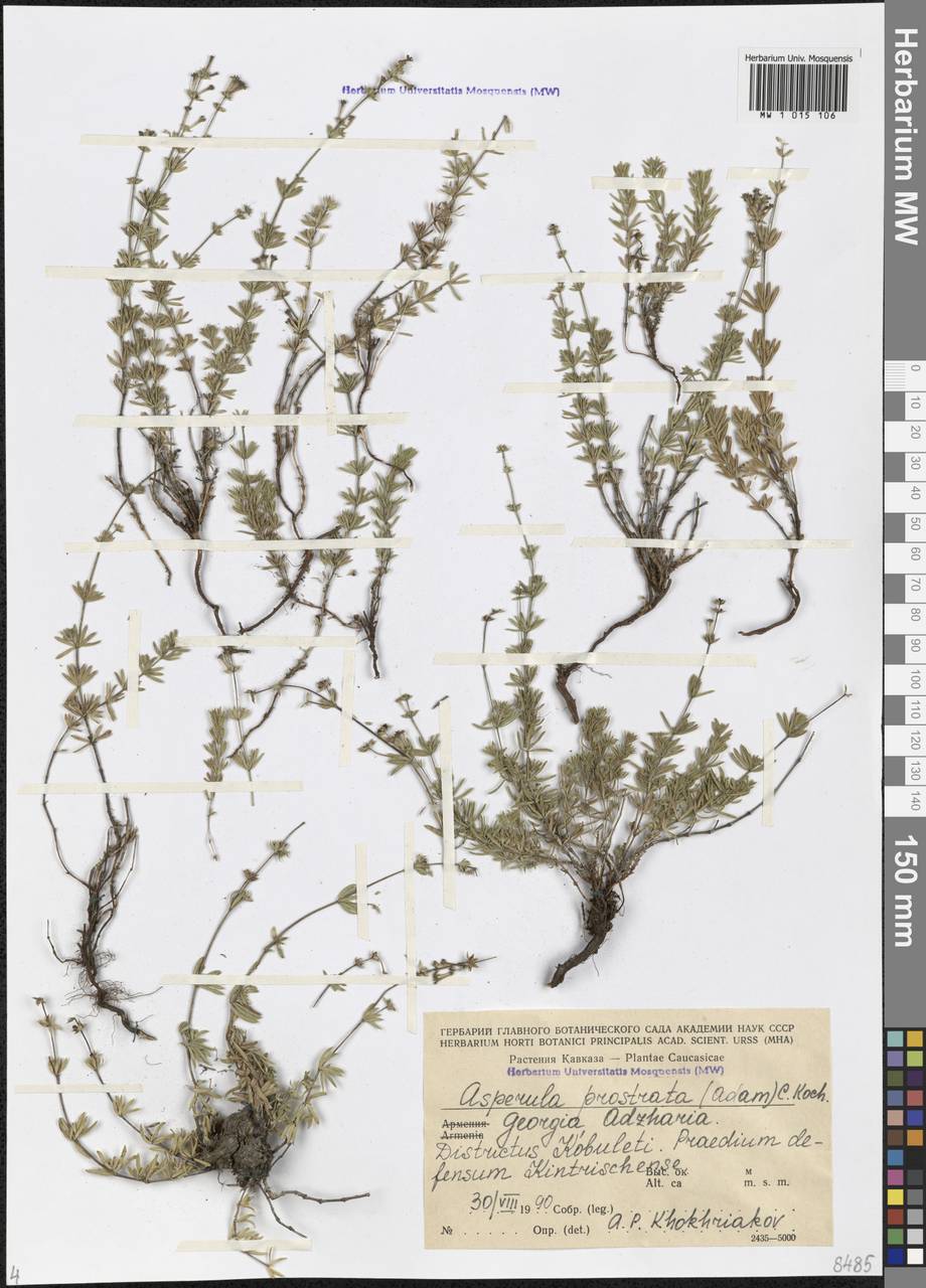 Asperula prostrata (Adams) K.Koch, Caucasus, Georgia (K4) (Georgia)