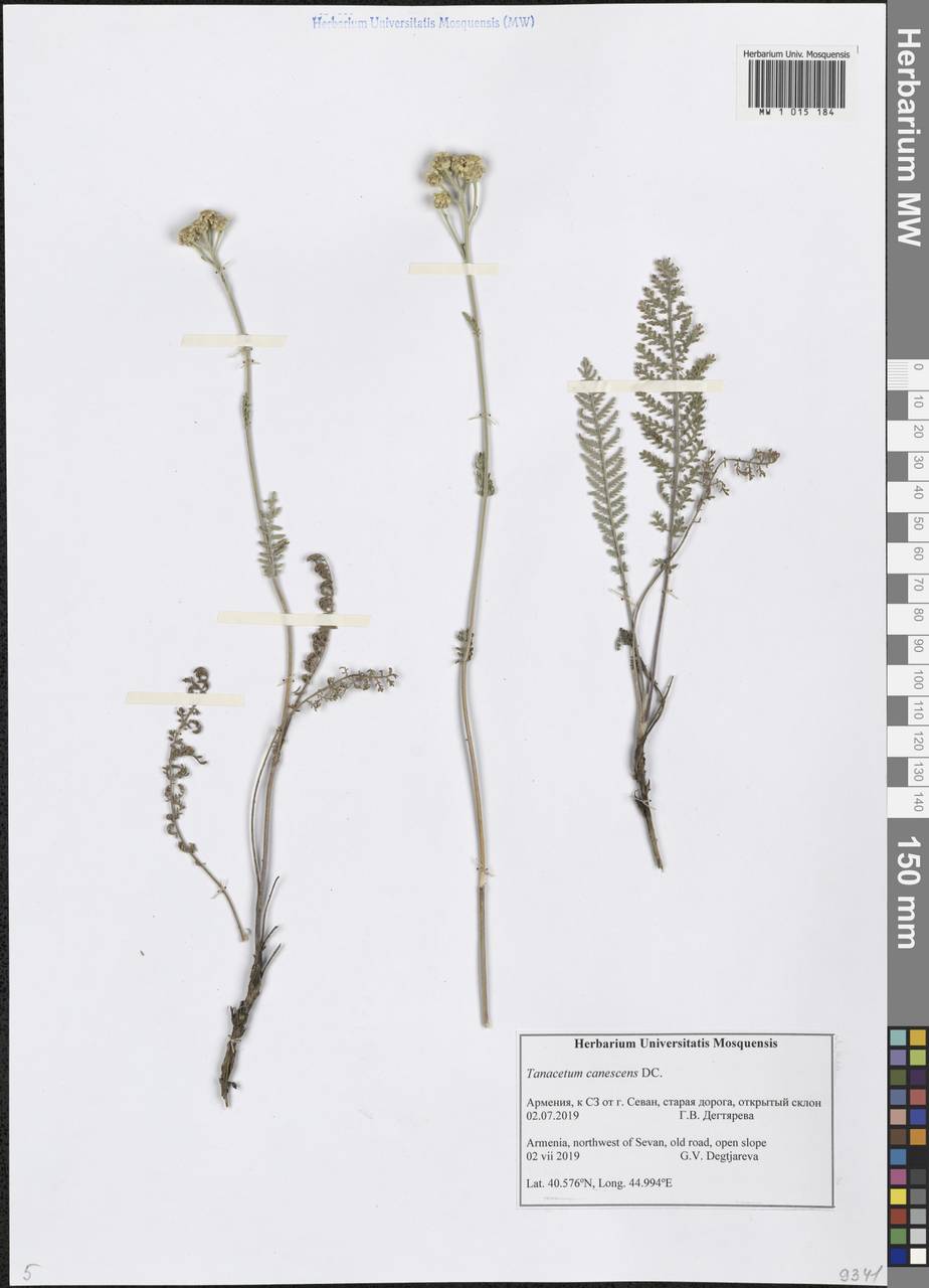 Tanacetum canescens DC., Caucasus, Armenia (K5) (Armenia)