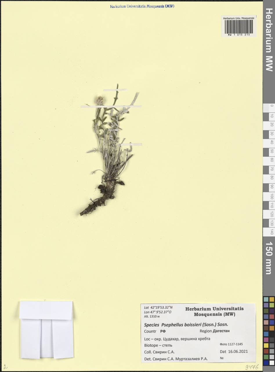 Psephellus boissieri Sosn., Caucasus, Dagestan (K2) (Russia)