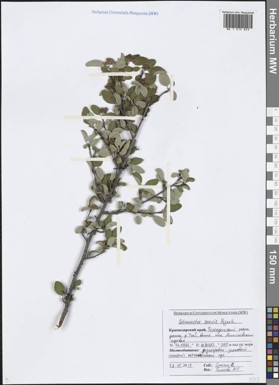 Cotoneaster suavis Pojark., Caucasus, Black Sea Shore (from Novorossiysk to Adler) (K3) (Russia)