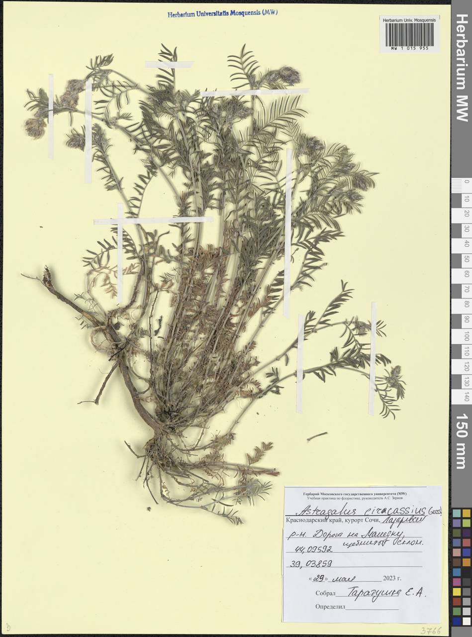 Astragalus circassicus Grossh., Caucasus, Black Sea Shore (from Novorossiysk to Adler) (K3) (Russia)