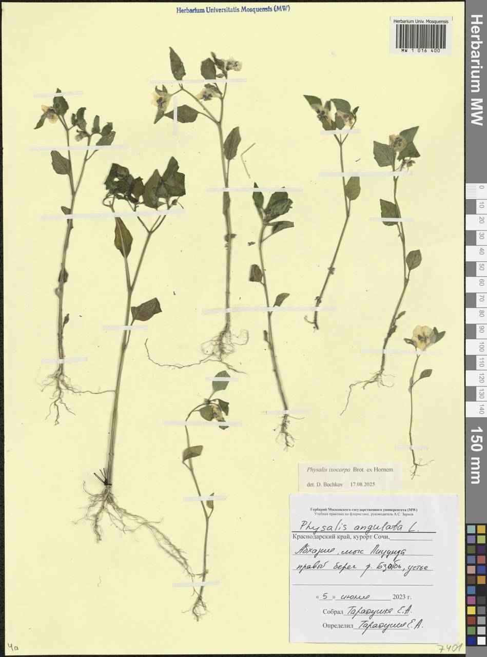 Physalis philadelphica subsp. ixocarpa (Brot. ex Hornem.) Sobr.-Vesp. & Sanz-Elorza, Caucasus, Abkhazia (K4a) (Abkhazia)