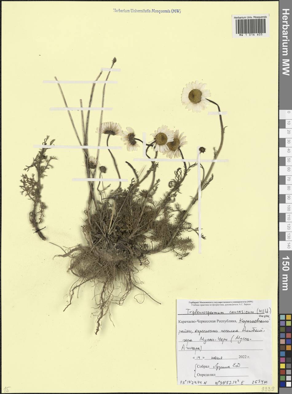 Tripleurospermum caucasicum (Willd.) Hayek, Caucasus, Stavropol Krai, Karachay-Cherkessia & Kabardino-Balkaria (K1b) (Russia)