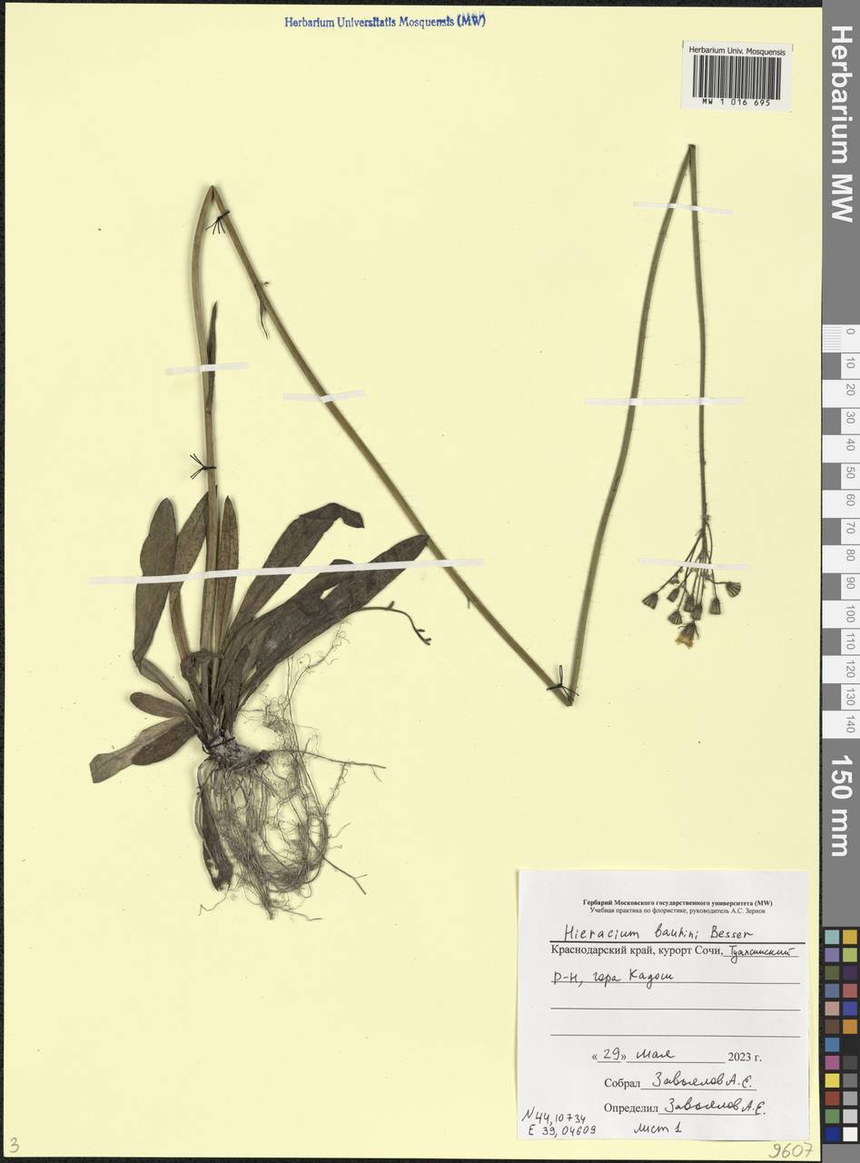 Pilosella leptophyton subsp. leptophyton, Caucasus, Black Sea Shore (from Novorossiysk to Adler) (K3) (Russia)
