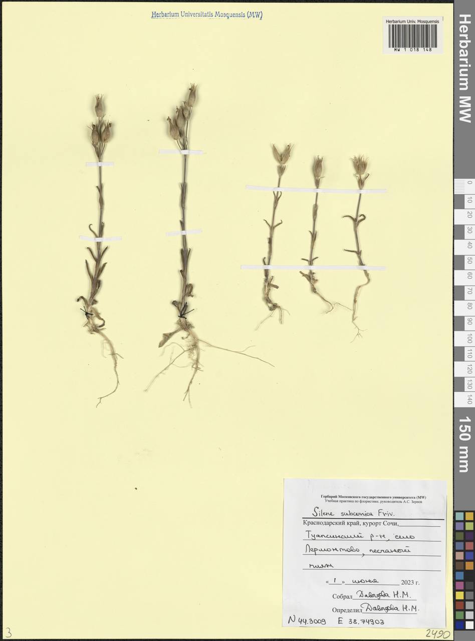 Silene conica subsp. conica, Caucasus, Black Sea Shore (from Novorossiysk to Adler) (K3) (Russia)