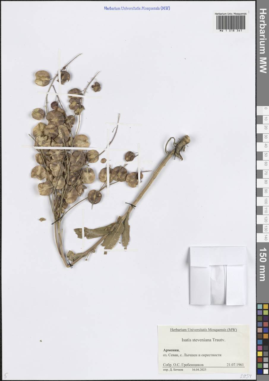 Isatis steveniana Trautv., Caucasus, Armenia (K5) (Armenia)