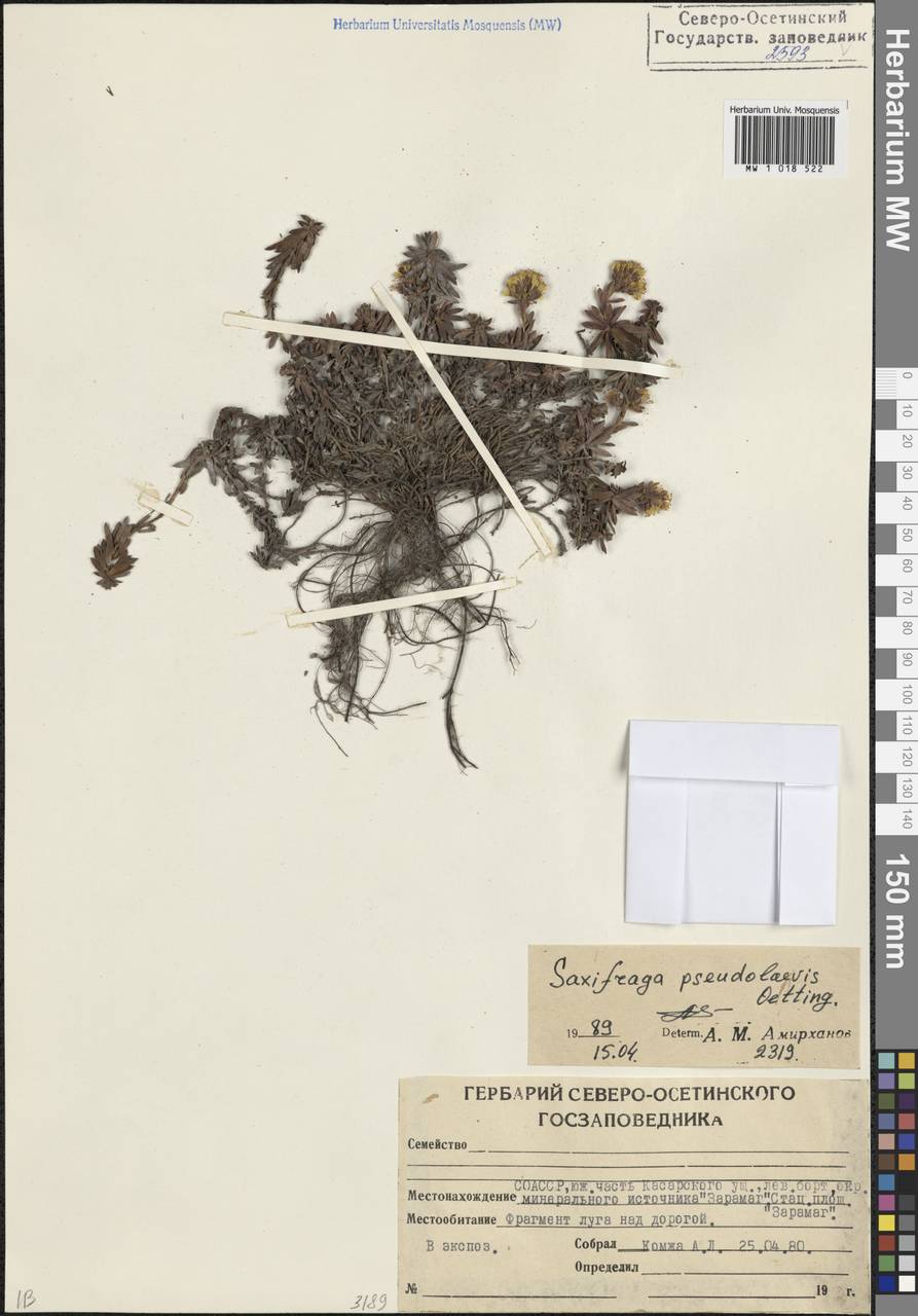 Saxifraga pseudolaevis Oett., Caucasus, North Ossetia, Ingushetia & Chechnya (K1c) (Russia)